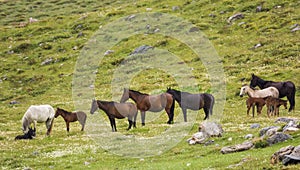 Wild horse family on grass