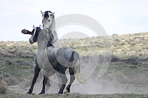 Wild Horse Fight