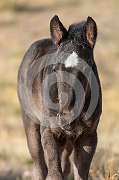 Wild Horse Foal Close Up