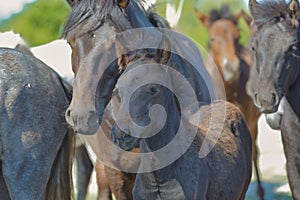 Wild Horse Foal in Closeup Amidst Herd in Bile