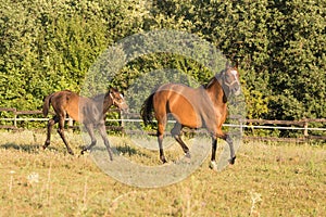 Wild horse and foal free in the nature