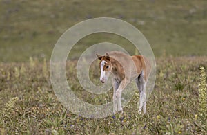 Wild Horse Foal in Summer in the Pryor Mountains