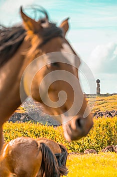 Wild horse in front of Moai statues on Easter Island or Rapa Nui in May