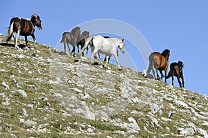 Wild Horse gallop