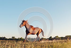 Wild horse galloping in Danube Delta, Dobrogea, Romania