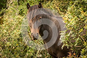 Wild horse of Giara di Gesturi