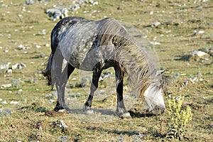 Wild horse graze photo