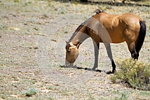 Wild horse grazing