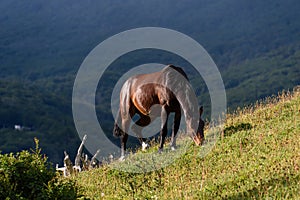 Wild horse grazing in Cerro Alarken Nature Reserve, Ushuaia, Argentina photo