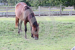 Wild horse grazing Corolla North Carolina 1