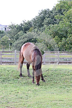 Wild horse grazing Corolla North Carolina 4