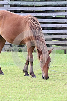 Wild horse grazing Corolla North Carolina 5