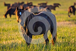 Wild horse grazing in a field at sunrise