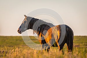 Wild horse grazing in a field at sunrise