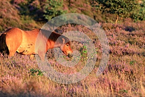 Wild horse grazing on a flowering heather field