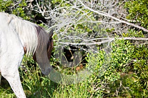 Wild horse grazing and getting water from stream