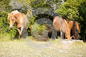 Wild horse grazing on grass getting water from stream