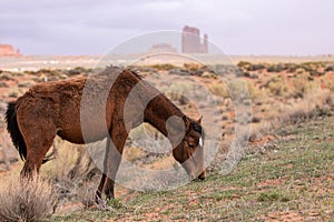 Wild horse grazing on grass in Monument Valley