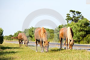 Wild horse grazing on grass side of road