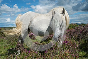 Wild horse grazing on heather moors in National Park