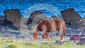 Wild Horse Grazing near fallen Moai on Easter Island photo