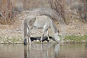 Wild Horse Grazing by the Salt River