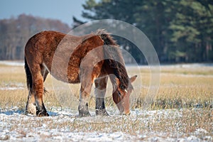 Wild Horse