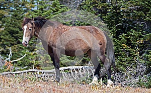 Wild Horse Grulla Gray and bay colored Mare walking along Sykes Ridge above Teacup Bowl in the Pryor Mountains in Montana