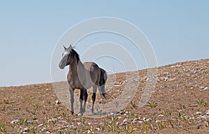 Wild Horse Grulla Gray colored Band Stallion standing his ground on Sykes Ridge in the Pryor Mountains in Montana â€“ Wyoming