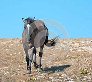 Wild Horse Grulla Gray colored Band Stallion on Sykes Ridge in the Pryor Mountains in Montana â€“ Wyoming