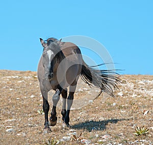 Wild Horse Grulla Gray colored Band Stallion on Sykes Ridge in the Pryor Mountains in Montana â€“ Wyoming