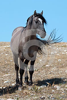 Wild Horse Grulla Gray colored Band Stallion on Sykes Ridge in the Pryor Mountains in Montana â€“ Wyoming