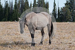 Wild Horse Grulla Gray colored Mare on Sykes Ridge in the Pryor Mountains in Montana