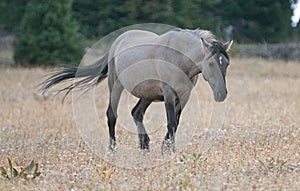 Wild Horse - Grulla Gray pregnant mare walking in the afternoon in the Pryor Mountains Wild Horse Range on the border of Mon