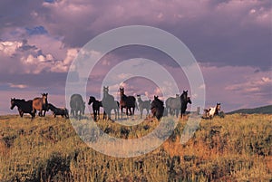 Wild Horse Herd photo