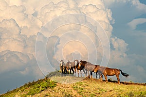 Wild Horse Herd, Horses, Storm Cloud