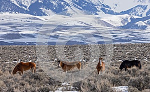 Wild Horse Herd in the Idaho Desert in Winter