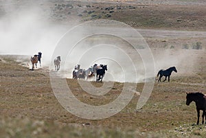 Wild Horse Herd Running in the Utah Desert
