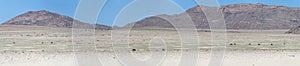 wild horse herd scattered in desert and Dikwillem mountain range in Naukluft desert, near Garub, Namibia