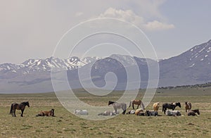 Wild Horse Herd in Spring in the Utah Desert