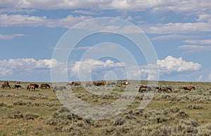 Wild Horse Herd in Summer in the Wyoming Desert