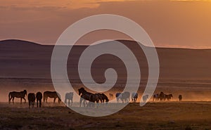 Wild Horse Herd at Sunset in the Utah Desert