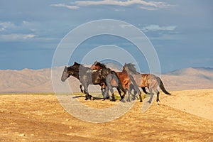 Wild Horse Herd in the Utah Desert