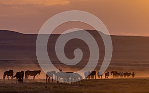 Wild Horse Herd in the Utah Desert at Sunset