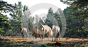 Wild Horse Herd walking on Tillett Ridge in the Pryor Mountain Wild Horse Range in Montana - Wyoming