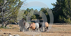 Wild Horse Herd walking together in line on Tillett Ridge in the Pryor Mountain Wild Horse Range in Montana - Wyoming