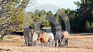 Wild Horse Herd walking together on Tillett Ridge in the Pryor Mountain Wild Horse Range in Montana - Wyoming