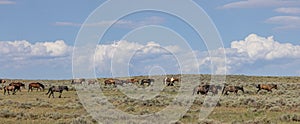 Wild Horse Herd in the Wyoming Desert in Summer