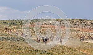 Wild Horse Herd in the Wyoming Desert in Summer