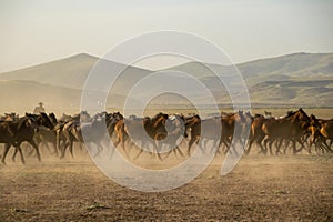 Wild horse herds running in the desert, kayseri, turkey